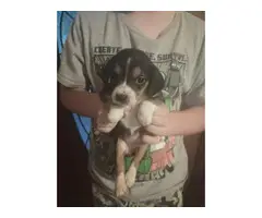 Short-legged Beagle pups for adoption