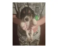 Short-legged Beagle pups for adoption - 2