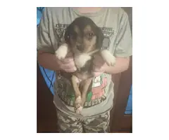 Short-legged Beagle pups for adoption - 3