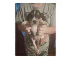 Short-legged Beagle pups for adoption - 4