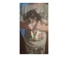 Short-legged Beagle pups for adoption - 5