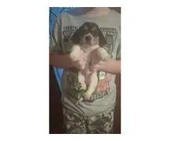 Short-legged Beagle pups for adoption - 6