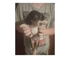Short-legged Beagle pups for adoption - 7