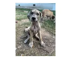 6 Great Dane puppies looking for forever homes