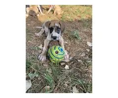 6 Great Dane puppies looking for forever homes - 2