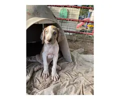 6 Great Dane puppies looking for forever homes - 4