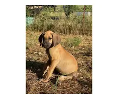 6 Great Dane puppies looking for forever homes - 5