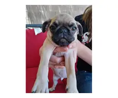 4 Gorgeous Baby Pug Available - 3