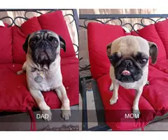 4 Gorgeous Baby Pug Available - 5