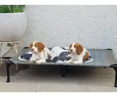 2 male AKC Brittany spaniel puppies for sale