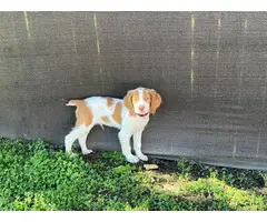 2 male AKC Brittany spaniel puppies for sale - 2