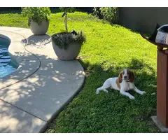 2 male AKC Brittany spaniel puppies for sale - 3