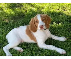 2 male AKC Brittany spaniel puppies for sale - 4