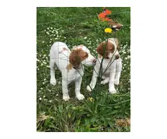 2 male AKC Brittany spaniel puppies for sale - 5