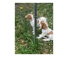 2 male AKC Brittany spaniel puppies for sale - 6