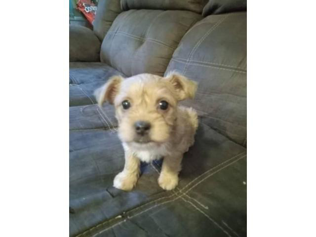 Yorkie and Pekingese mixed puppies Greenville - Puppies for Sale Near Me