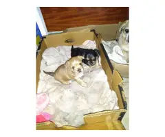 Yorkie and Pekingese mixed puppies - 3