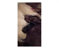Yorkie and Pekingese mixed puppies - 4
