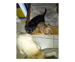 Yorkie and Pekingese mixed puppies - 5
