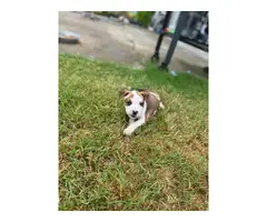 American Staffy puppies for sale