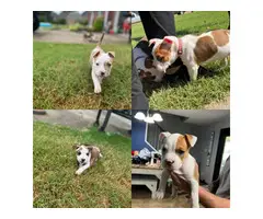 American Staffy puppies for sale