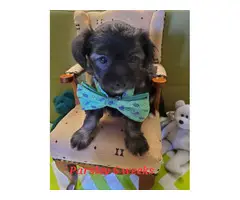 5 Morkie puppies for sale - 7