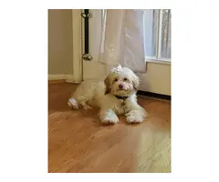 5 Morkie puppies for sale - 8