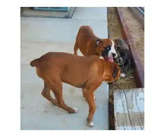 2 AKC female Boxer puppies for sale - 2