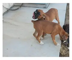 2 AKC female Boxer puppies for sale - 3