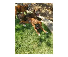 2 AKC female Boxer puppies for sale - 5