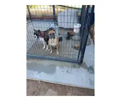 2 AKC female Boxer puppies for sale - 7