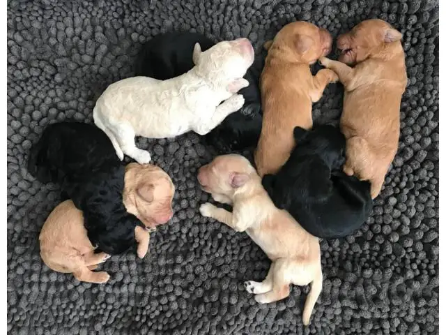 Double doodle puppies for sale 3 females and 5 males - 3/7