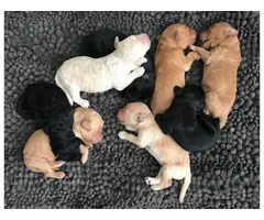 Double doodle puppies for sale 3 females and 5 males - 3