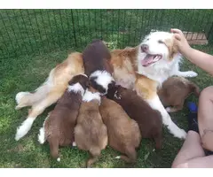 Border Collie Aussie Mix  Puppies