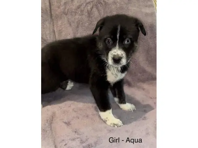 2 months old Ausky puppies for adoption - 1/5