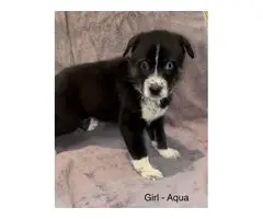 2 months old Ausky puppies for adoption