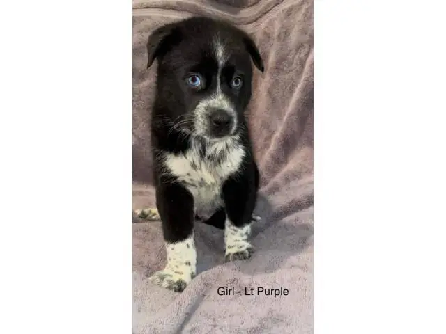 2 months old Ausky puppies for adoption - 3/5