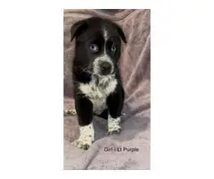 2 months old Ausky puppies for adoption - 3