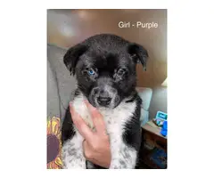 2 months old Ausky puppies for adoption - 4