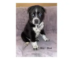 2 months old Ausky puppies for adoption - 5