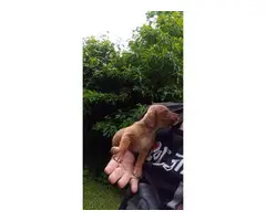 Jack Russell Chihuahua mix puppies