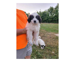 4 Great Pyrenees puppies for sale