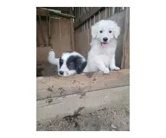 4 Great Pyrenees puppies for sale - 4