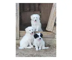 4 Great Pyrenees puppies for sale - 5