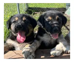 2 Shepnees puppies looking for forever homes