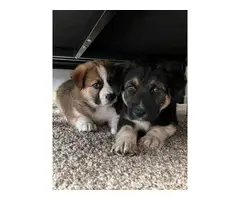 2 Shepnees puppies looking for forever homes
