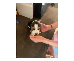 Great marking purebred beagle puppies