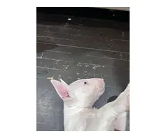 8 weeks old Bull terrier puppies for sale
