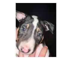 8 weeks old Bull terrier puppies for sale