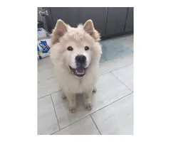 5 months old Chow Chow puppy